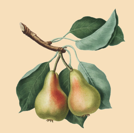 maison-garnier - poires déco