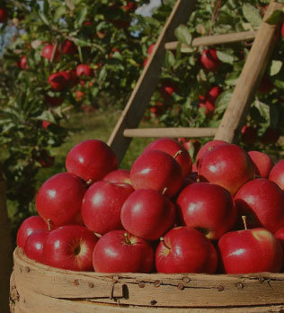 Pressage de fruits